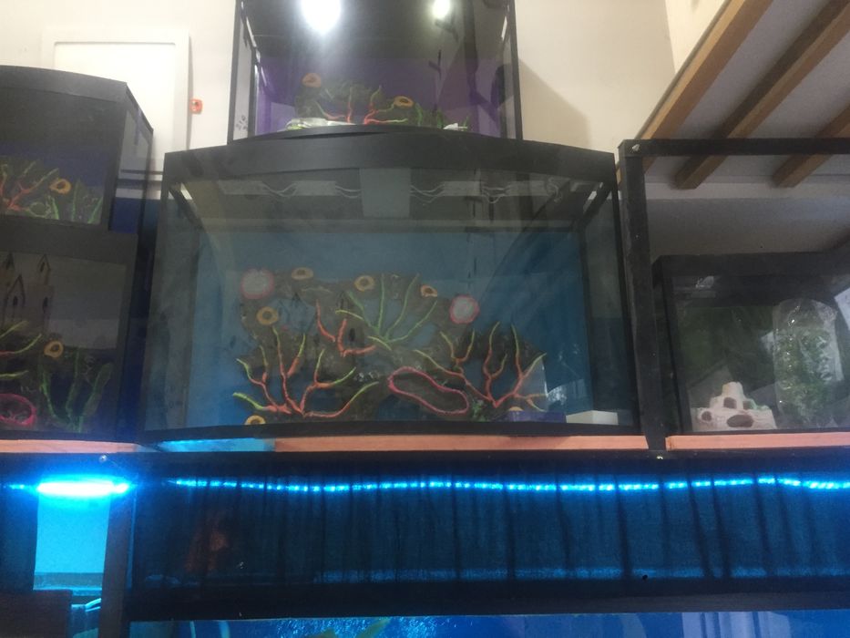 Авални аквариум барча размерда бор