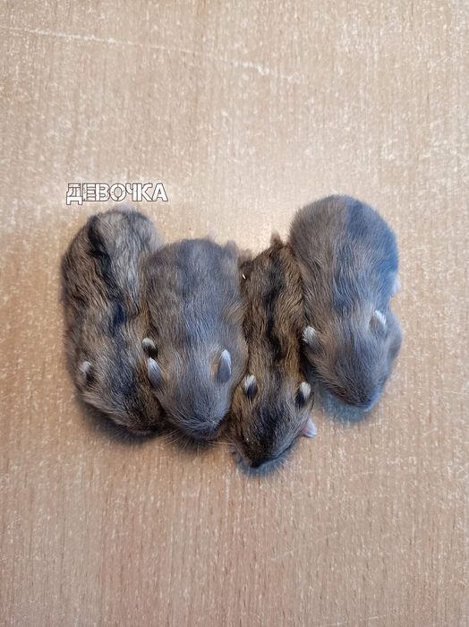 Джунгарские хомячки