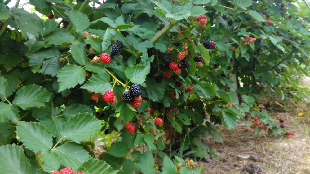 Butas mur Thornfree de 1-3 ani