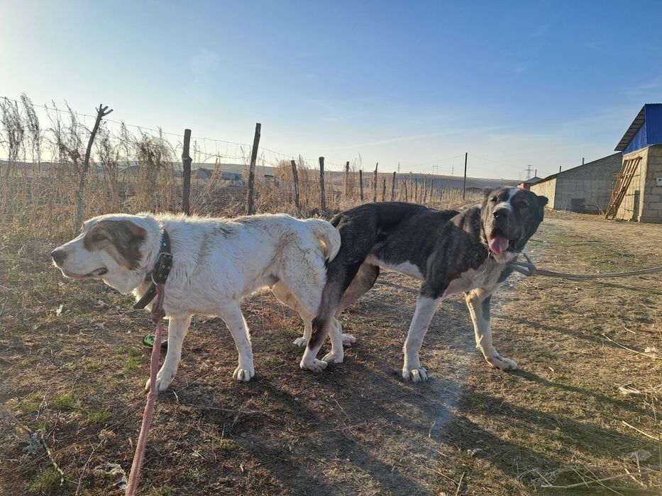 Алабай күшіктер сатылады