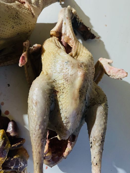 Домашняя индейка