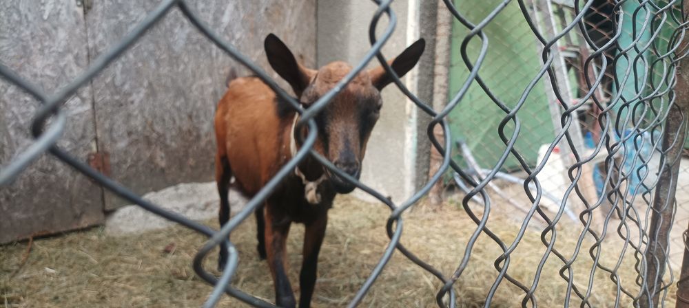 Vând țap alpin francez originar