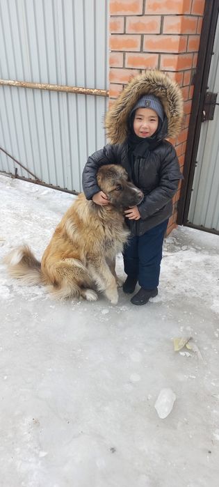 Кавказец на вязку