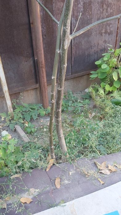 Орех грецкий дерево около 2х метров