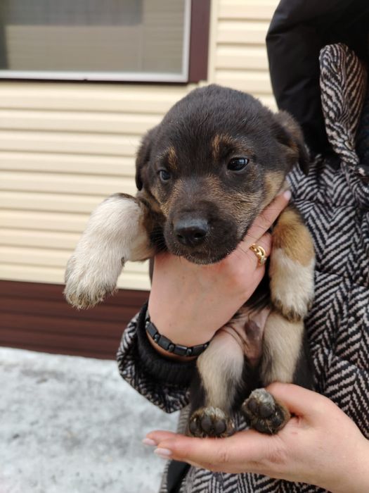 Отдам щенков бесплатно