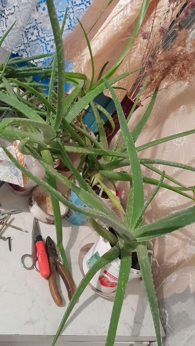 Продам Алоэ трёхлетний