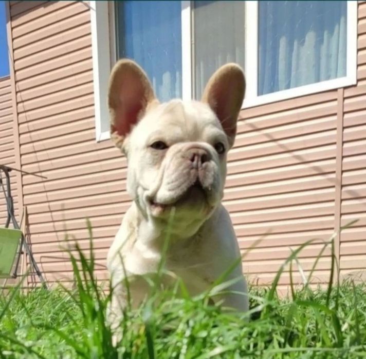 Френски булдог син