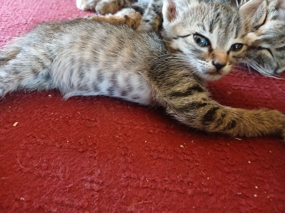 Продается котенок в хорошие руки!