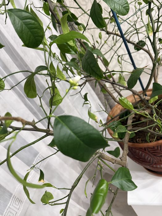 Продам лимонное дерево