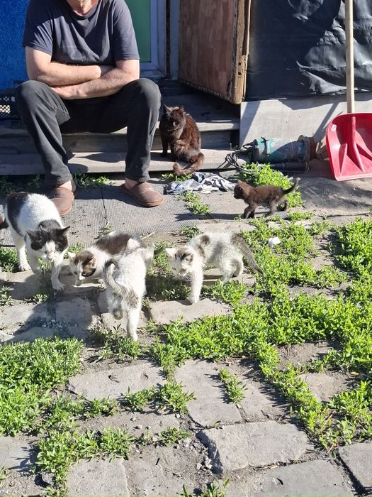 Отдадим в хорошие руки