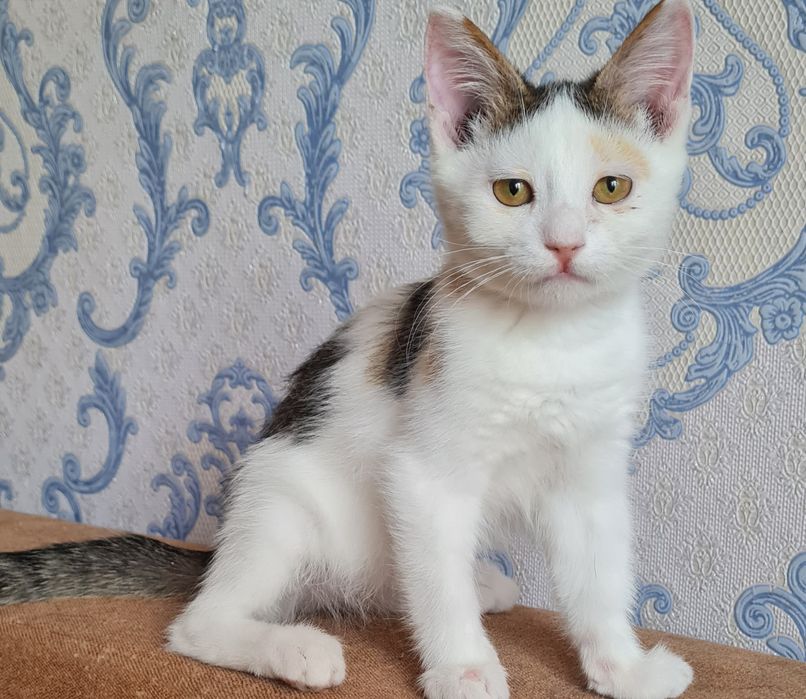Отдам в добрые руки котенка мальчика