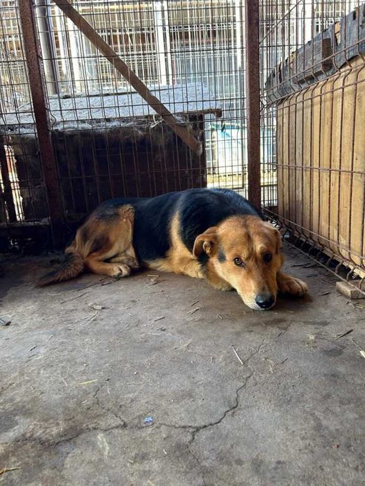 Adopta un caine - un sufletel are nevoie de stapan!