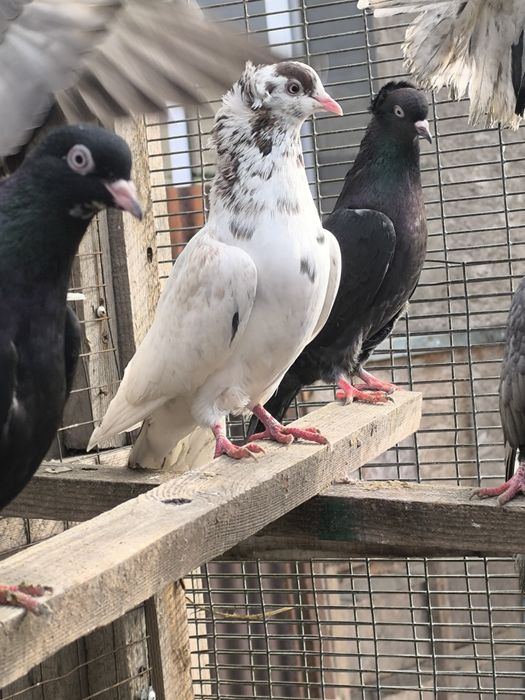 Продаются мрамарные бакинцы