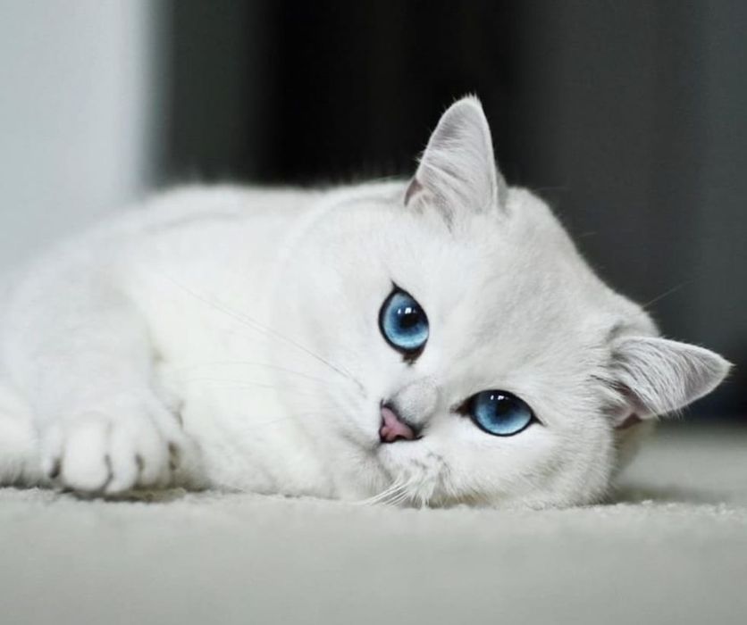 Котики и кошечки британские