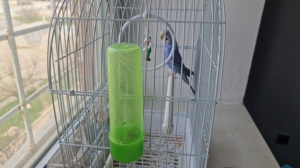 Папугай здоровый