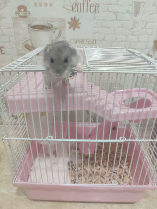 Продам джунгарского хомяка умная девочка