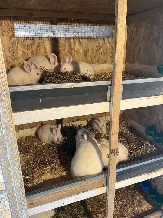 Vând iepuri neozeelandezi