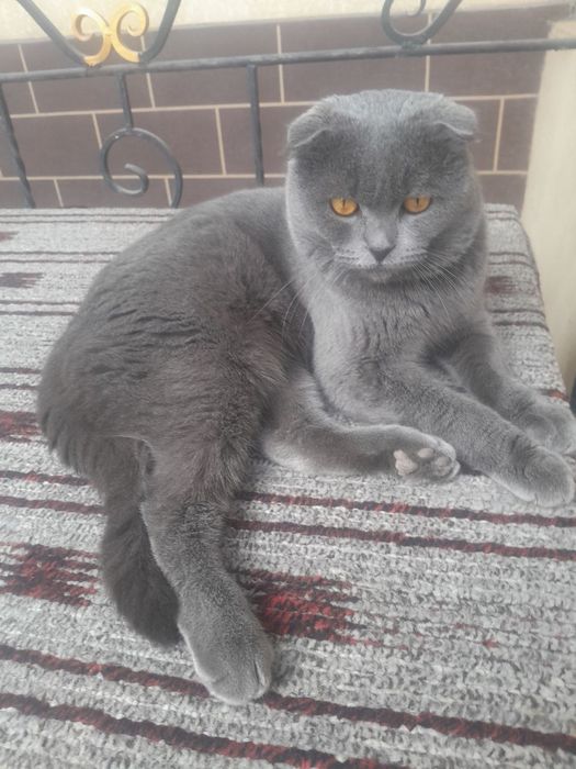 Shatdlansiy mushuk sotiladi