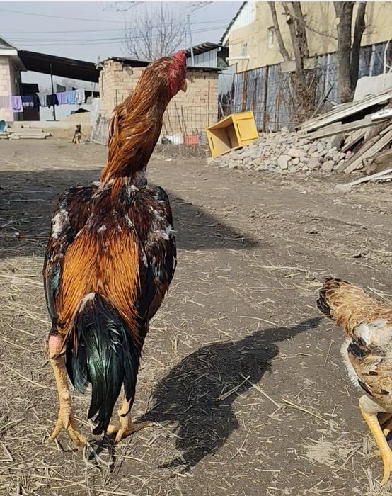 Продам дакана 100% китаец