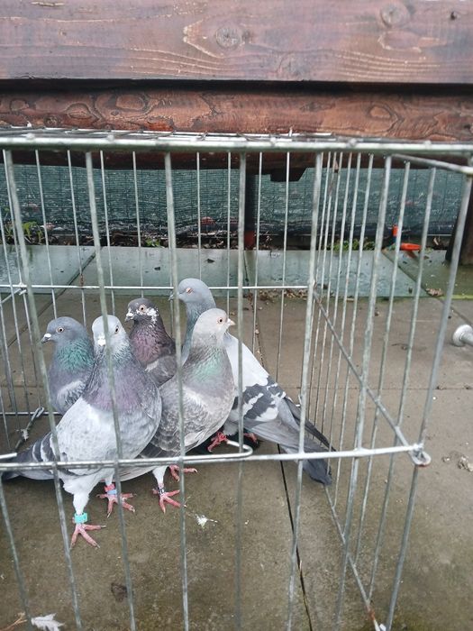 Porumbei tipleri englez