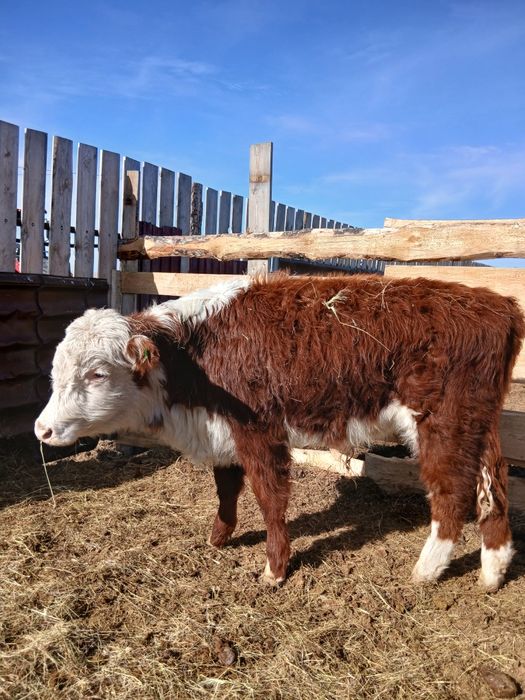 Бычки Акбасы ...