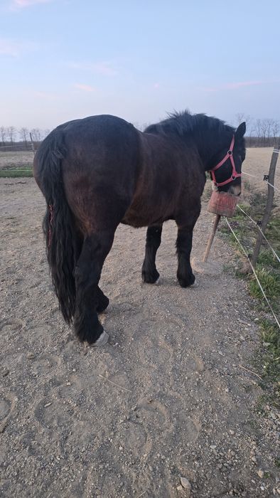 Manză Ardeneză full pedigree