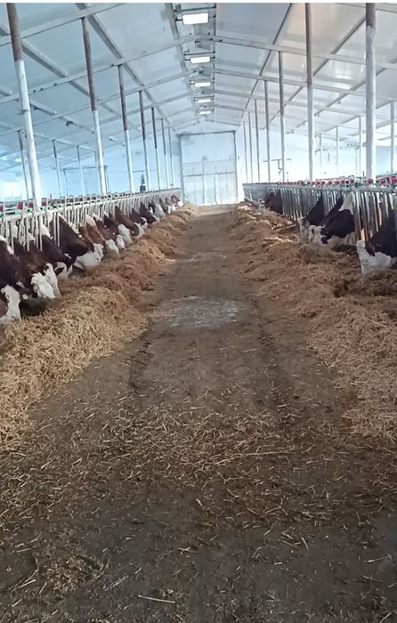 Продается молочно товарная ферма