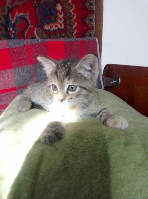 Отдам котят в добрые руки. Две девочки. На фото одна из них.