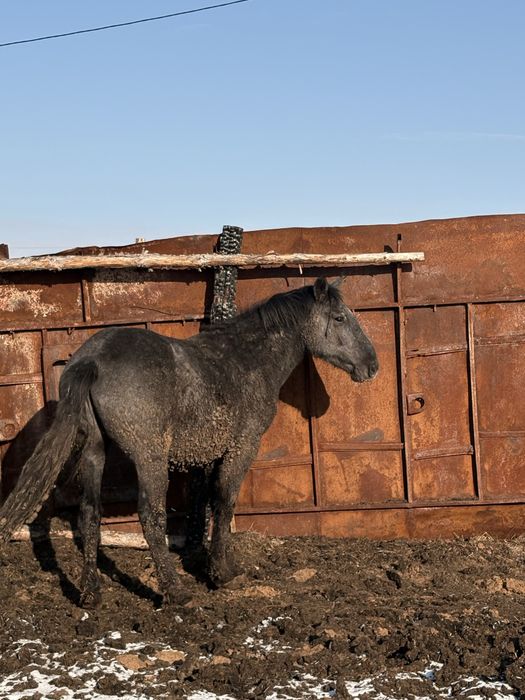 Продам айгыр полутяж