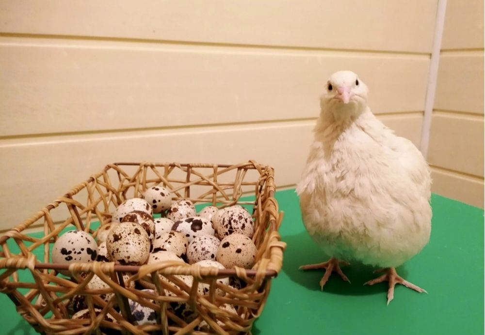 Домашние перепелинные яйца Noble Quail