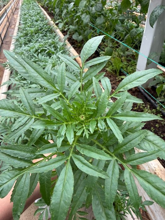 Бархат. Шафран. Голландский сорт.