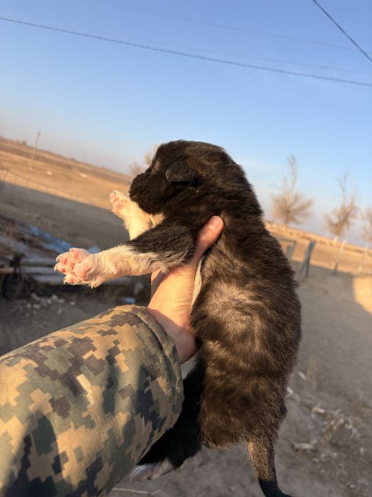 Продается щенок кангал