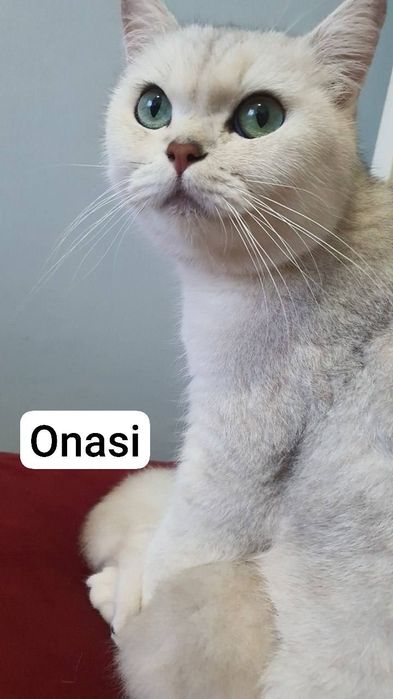 Serebristiy shinshila Britanlar sotiladi