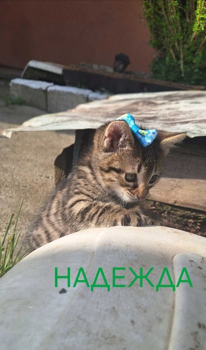 Подаряват се котенца