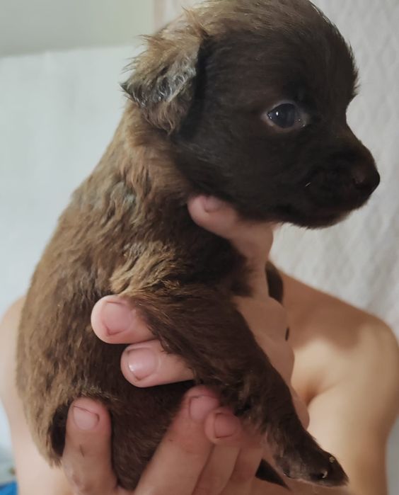 Отдам  даром в добрые руки