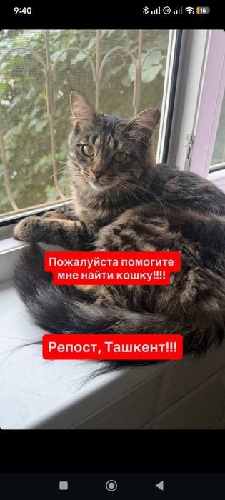 Пропала кошка, нашедшему  200$