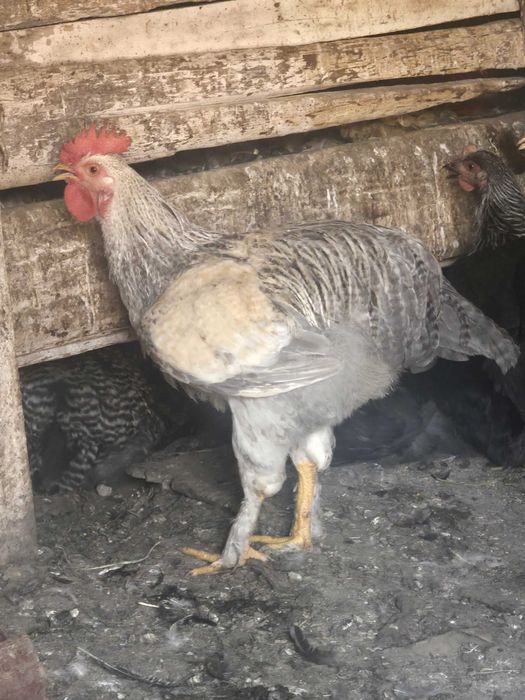 Cocoși țărănești