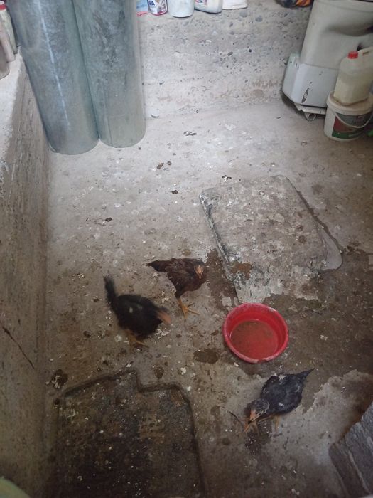 хороз товук олодгала тел килила келшамиза