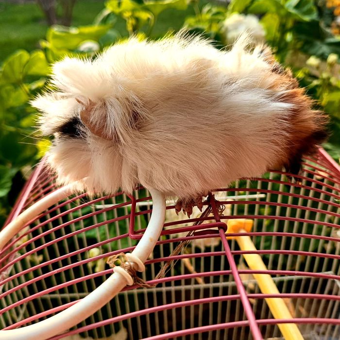 Морская свинка просто чудо