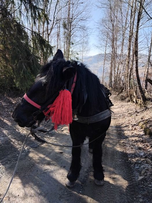 Mânz de 2 ani de vanzare potcovit și prins la ham