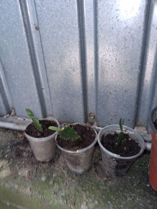 Продам фикусы , боник, сукуленты