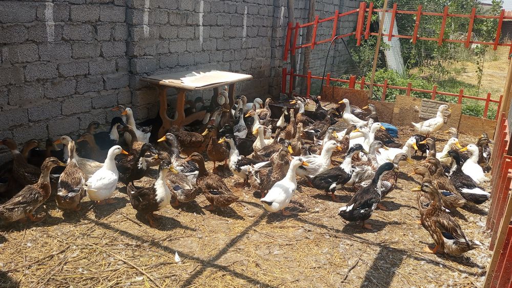 Продается пекинские утки