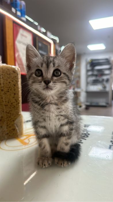 Шотланский котенок в добрые руки