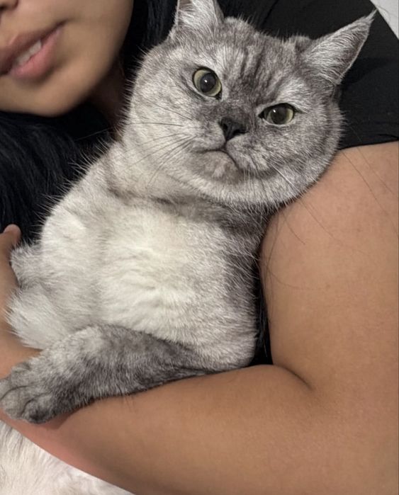 Кошечка ищет дом