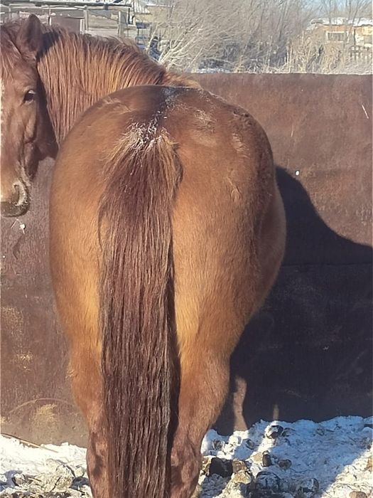 Продам жирную кобылу