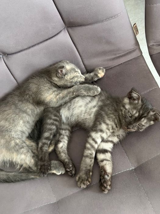 Котенок шотландец вислоухий