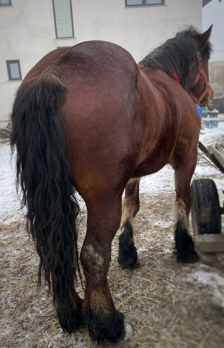 Manza de 3 ani de vânzare!!!