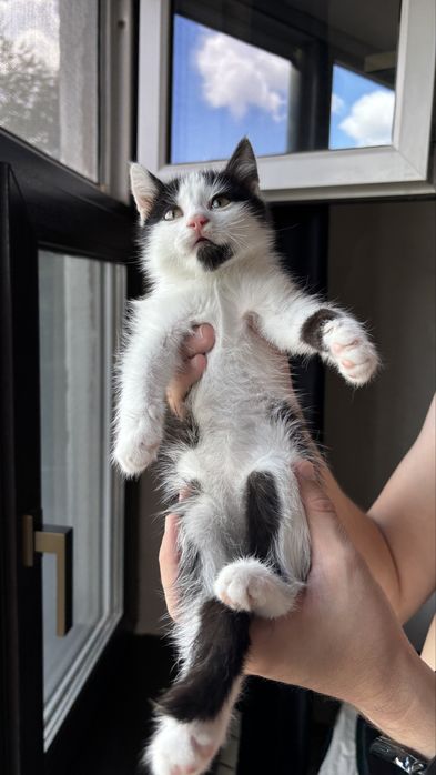Котенок в добрые руки!