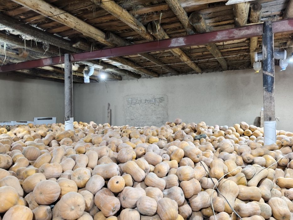 Ошкоак кади Oshqovoq Kadi yaponka