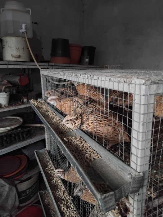 Prepelițe ouătoare